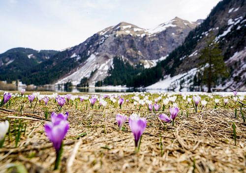 Vilsalpsee in het Tannheimer Tal - een betoverend bergmeer met heldere kleuren, een vredige sfeer en een indrukwekkend Tirools bergdecor.