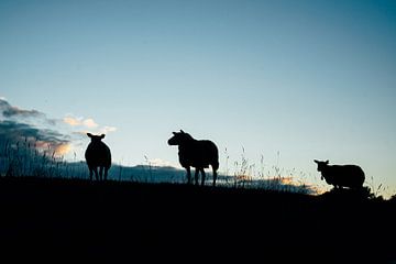 Silhouette de moutons au lever du soleil sur Suzanne Spijkers