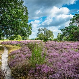 Hoorneborgse Heide zwischen Hollandsche Rading und Hilversum von Hans Lebbe