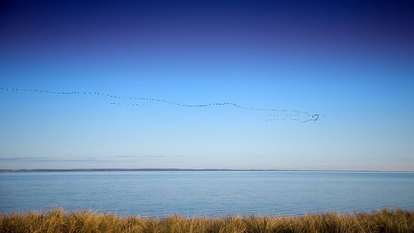 Wilde ganzen van Bo Valentino
