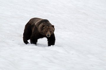Grizzlybeer in de sneeuw – indringende blik in de wildernis van Leon Brouwer