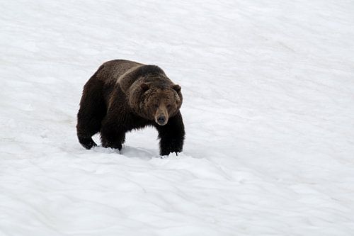 Grizzly dans la neige - un regard pénétrant sur la nature sauvage sur Leon Brouwer