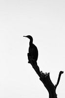 Cormorant in Solleveld nature reserve