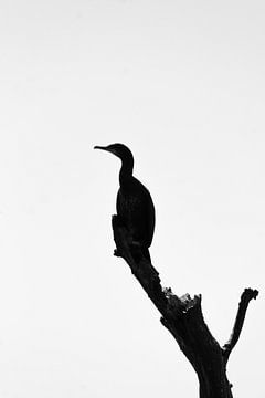 Cormoran dans la réserve naturelle du Solleveld sur Shot By DiVa