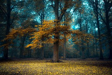 Forrest autumn 4 van Marc Hollenberg