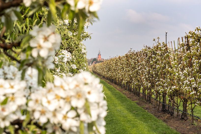 Bloesem in fruitboomgaard van Moetwil en van Dijk - Fotografie