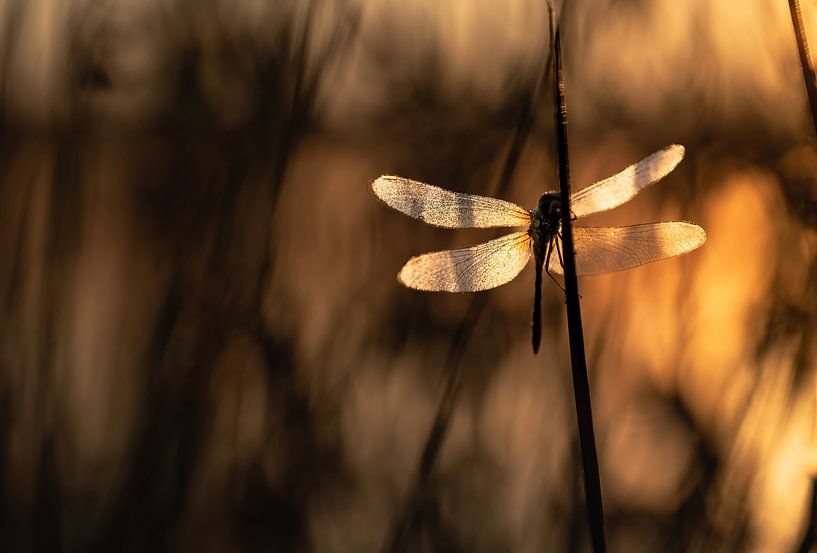 dragonflies and damselflies part 20 by Tania Perneel