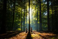 Standing tall - Border Collies in the woods