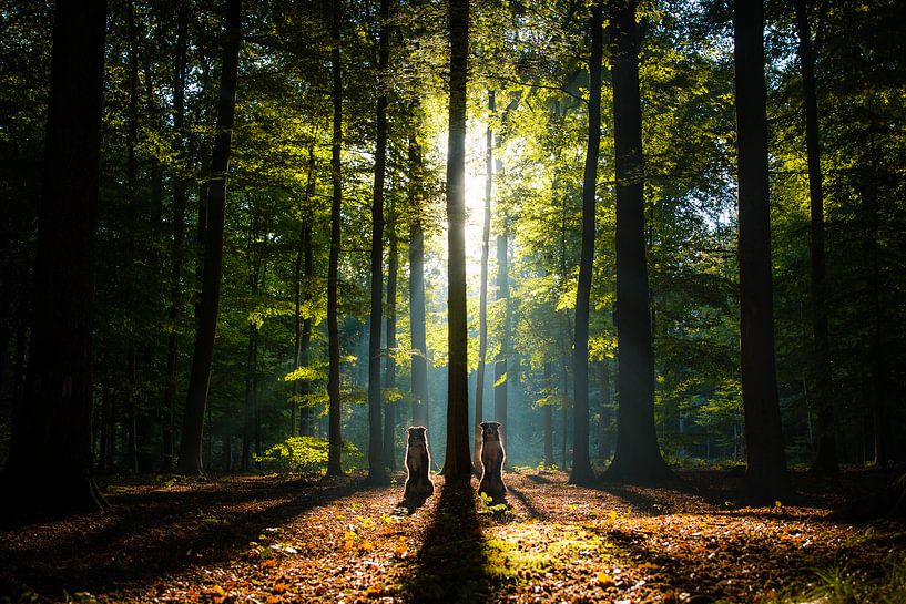 Standing tall - Border Collies in the woods by Pieter Bezuijen