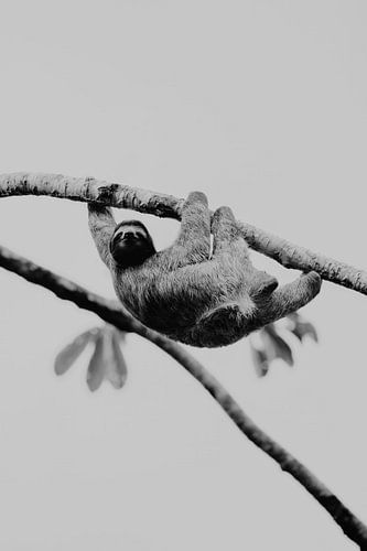 Sloth by Esther van Beek