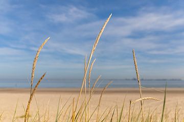 Helmgras op het strand van Zeeuws-Vlaanderen 2 van Percy's fotografie