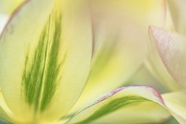 Tulpen by Teuni's Dreams of Reality