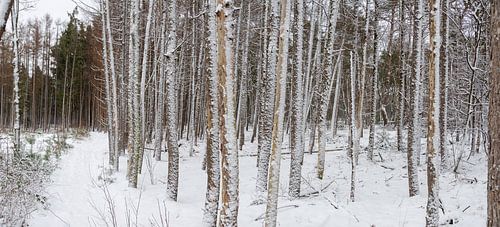 Kiefernwald im Winter von Jan Fritz