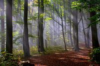 Fog in the beech forest