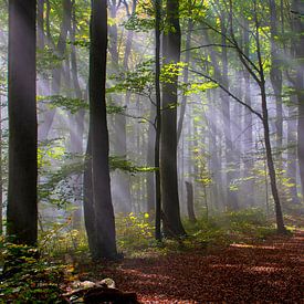 Mist in het beukenbos van Tanja Voigt