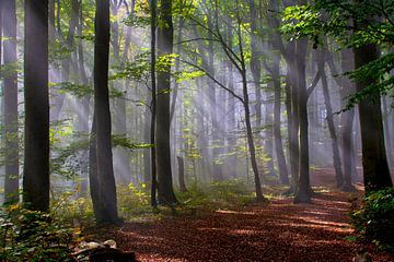 Mist in het beukenbos van Tanja Voigt