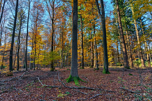 Herbstwald