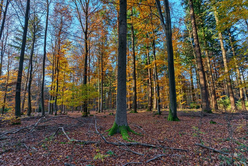 Herfstbos van Uwe Ulrich Grün