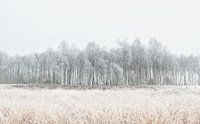 Berken in de rijp