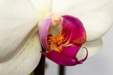 Orchidee van Gert-Jan Kamans