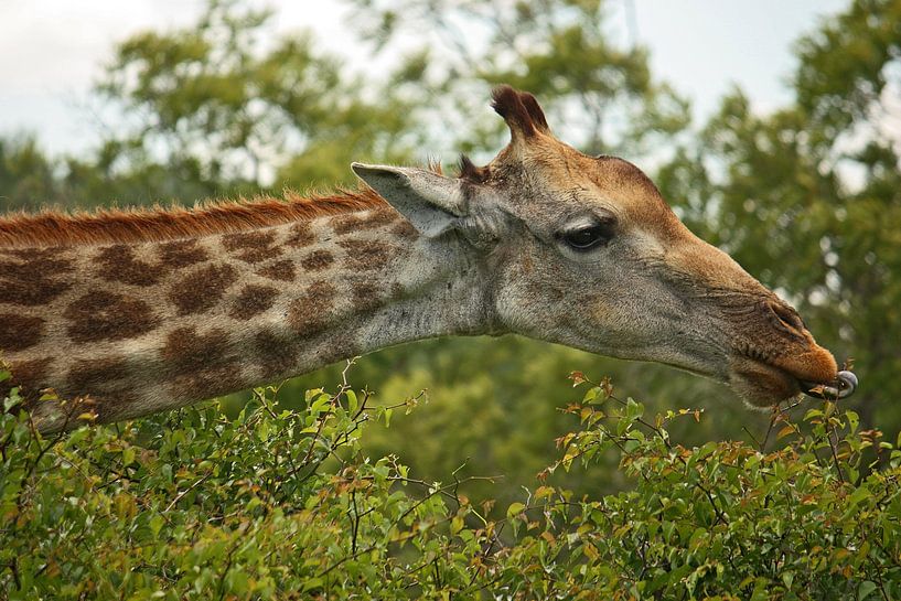 southafrica ... let's snack! by Meleah Fotografie