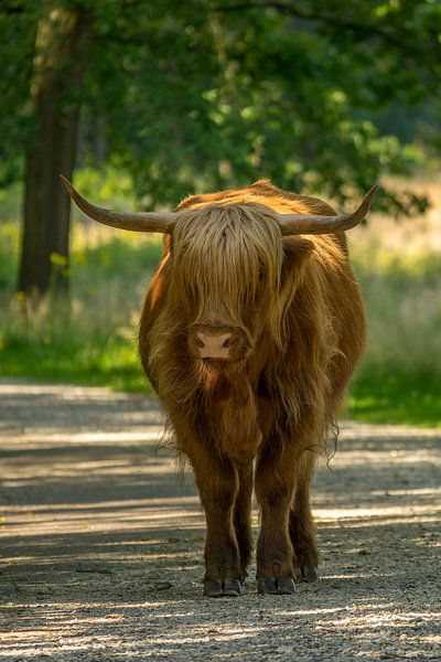 Portret van een Schotse hooglander dame van John van de Gazelle fotografie