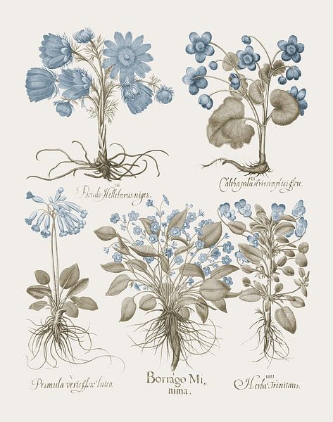 Basilius Besler-Diverse plants, herbs by finemasterpiece