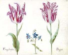 Two tulips with unknown flowering plant, Jacob Marrel - 1637