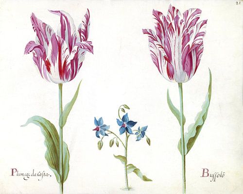 Deux tulipes avec une plante fleurie inconnue, Jacob Marrel - 1637