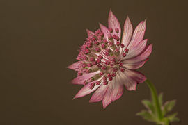 Botanische, kraftvolle Eleganz in der Leere  – Die Schlichtheit einer Astrantia major von Marjolijn van den Berg