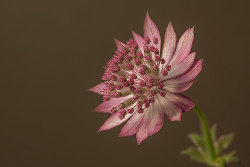 Botanical power and elegance in emptiness  – The simplicity of an Astrantia Major