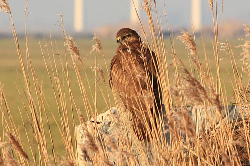 Bussard