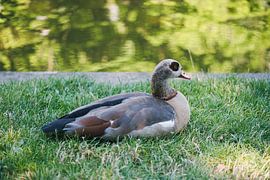 Nile goose in Trier by Luis Emilio Villegas Amador