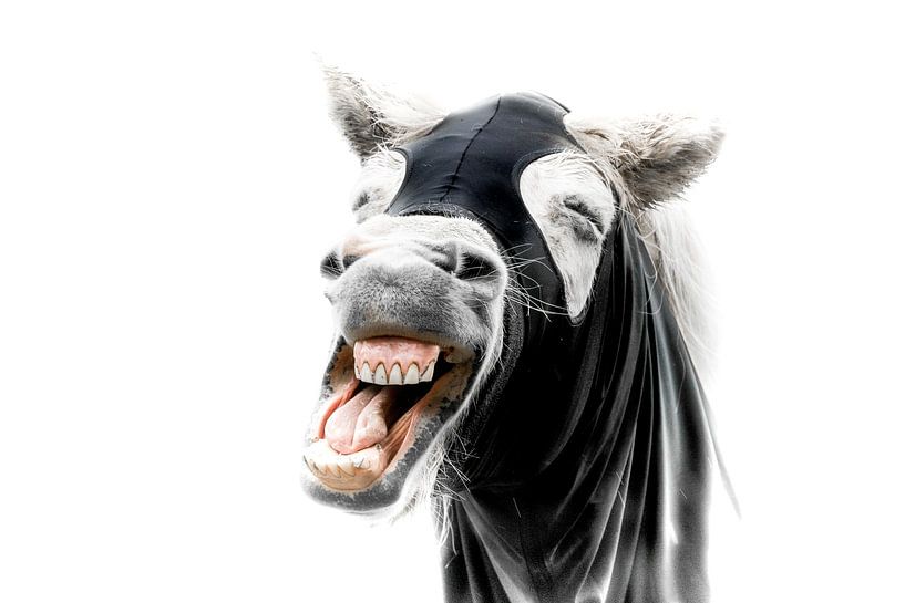 Cheval par Hennie Zeij