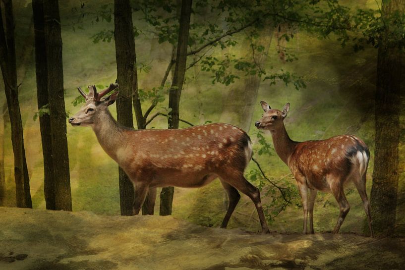 Hirsch und Reh by Heike Hultsch