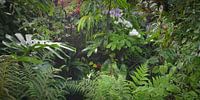 Tropical rain  forest background