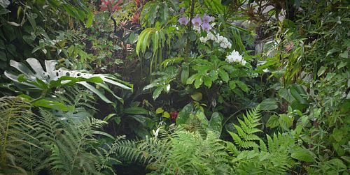 Tropisch regenwoud achtergrond