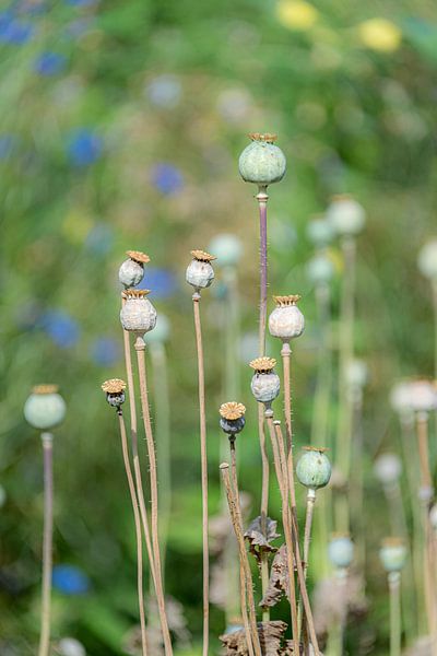 Nature in the Netherlands by Dana Oei fotografie