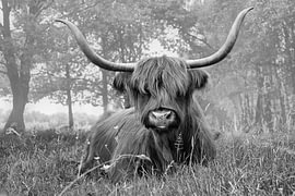 Scottish Highland cow in black and white by Carla Odink