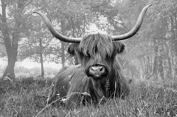 Schotse Hooglander in zwart/wit