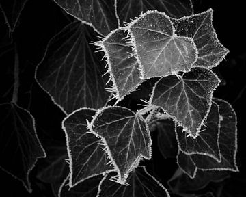 Frosted Ivy Heart 2 van Keith Wilson Photography