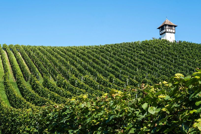 s&#039;Vignoble Türmle près de Meersburg par Dieter Walther
