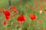 Cheerful poppies in the field by Anita Loos thumbnail