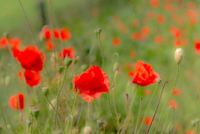 Cheerful poppies in the field by Anita Loos