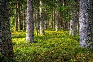 Boslandschap "De Vrede van het Bos" van Coen Weesjes