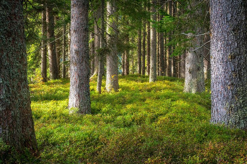 Waldlandschaft "Der Frieden des Waldes" von Coen Weesjes
