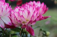 Roze-witte bloemen met druppels van Ilona Bredewold thumbnail