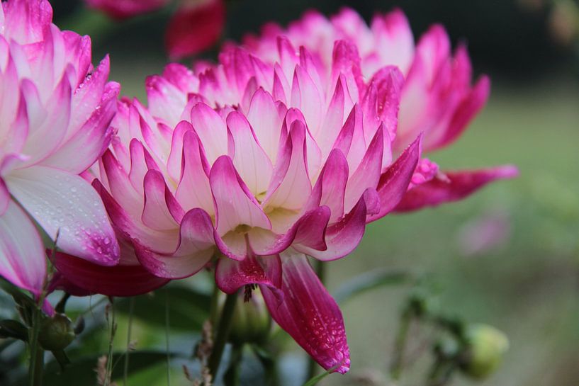 Roze-witte bloemen met druppels van Ilona Bredewold