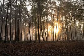 Planken Wambuis partie 75 sur Tania Perneel