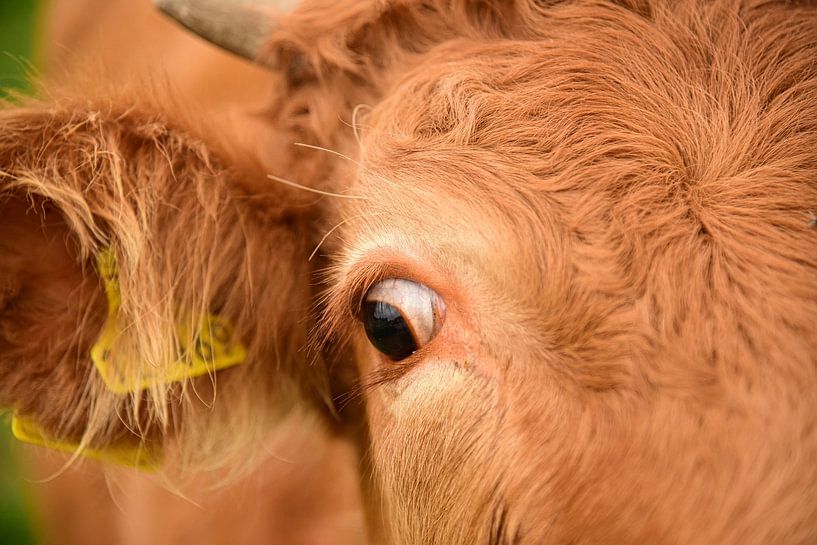 Portrait Vache &quot;Kieke Boe&quot; par Suzan (Suus) Buskes